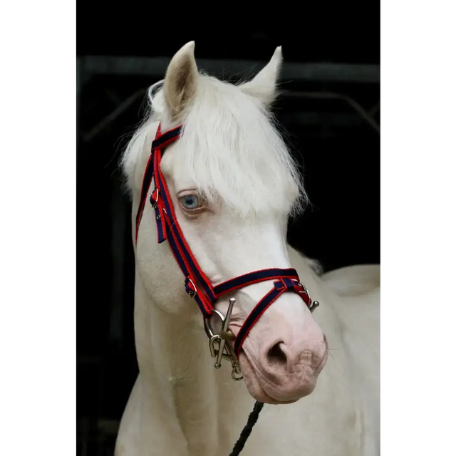 Standard Bridle - Flash Noseband Navy/Red Mini 