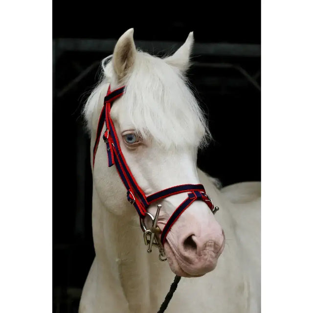A white horse wearing a red and navy standard bridle with double thickness flash noseband and striking blue eyes