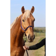 Standard Headcollar Black Mini 