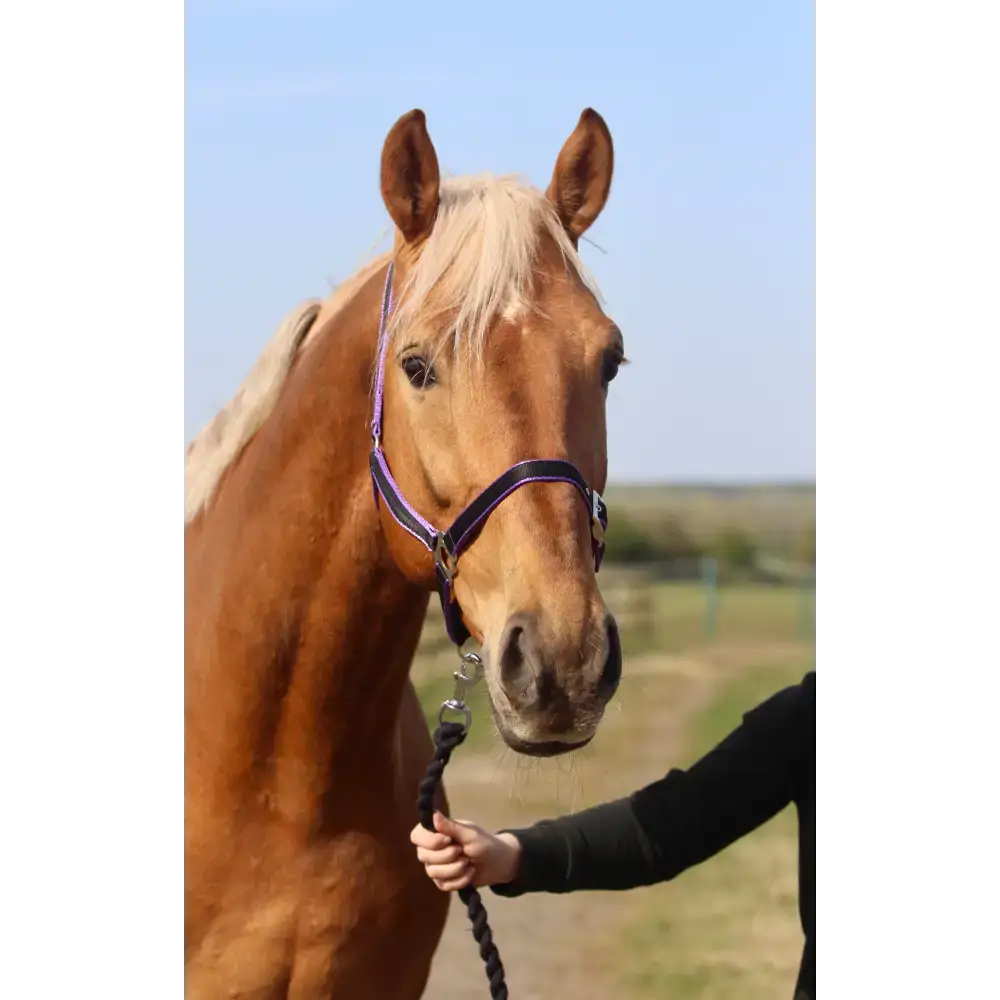 Standard Headcollar Black Mini 