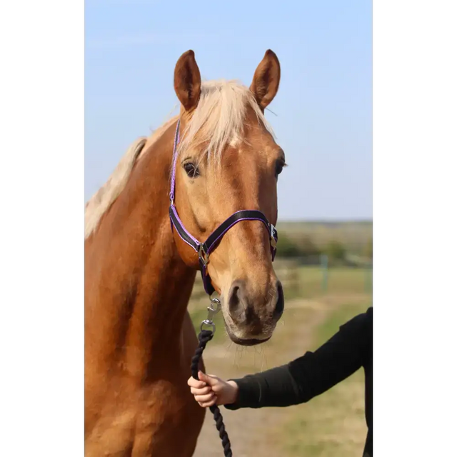 Standard Headcollar Black Mini 