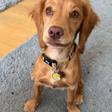 A golden retriever puppy wearing a floral summer buzzin dog collar with a yellow circular tag perfect for buzzin dog collar fans