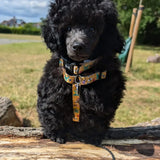 A black poodle puppy wearing a yellow summer buzzin puppy strap harness with colorful floral patterns