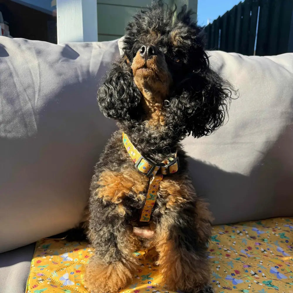 A fluffy black and tan poodle wearing a yellow floral summer buzzin puppy strap harness for teacup puppies