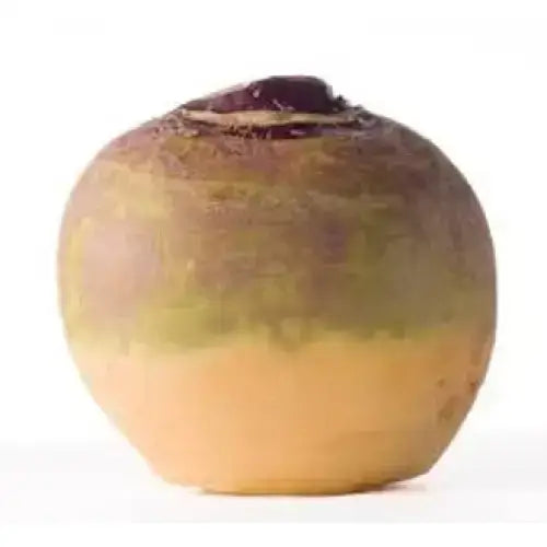 A round earthy-toned sweed turnip with yellow green skin and deep purple stem perfect for equestrian supplies use
