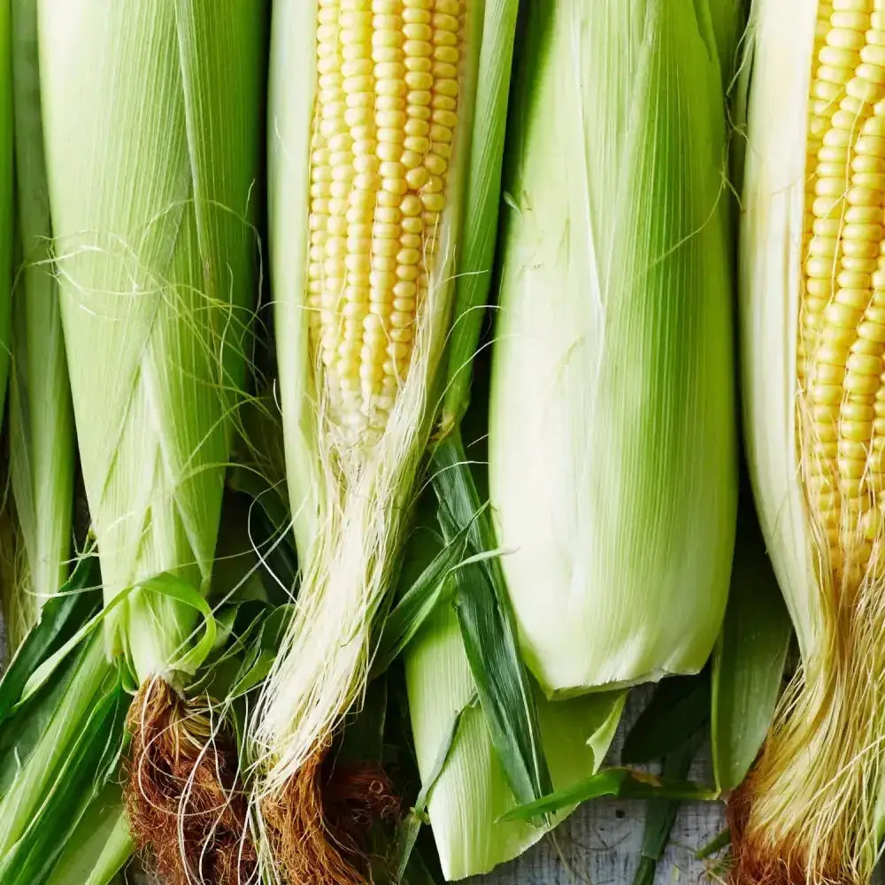 Fresh sweet corn on the cob with plump yellow kernels and vibrant green husks perfect for a tasty snack or meal
