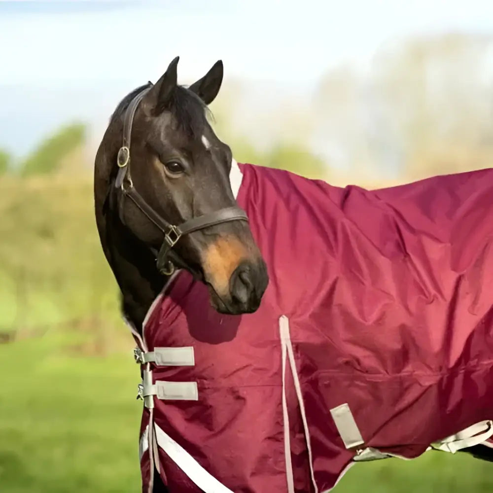 A dark brown horse wearing a burgundy swish 0g detachable neck turnout rug with reflective strips and silver buckles