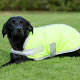 A black labrador wearing a high viz yellow waterproof dog coat with reflective strips and velcro chest fastener