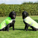 Bright lime green waterproof dog coat with reflective strips and velcro chest worn by two black labradors