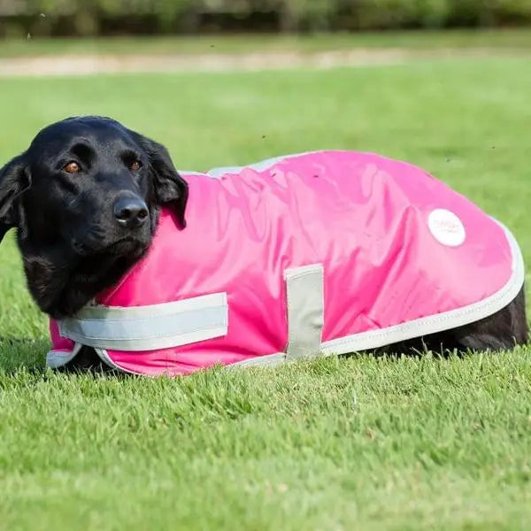A black labrador wearing a swish waterproof dog coat raspberry with reflective trim and a velcro chest strap