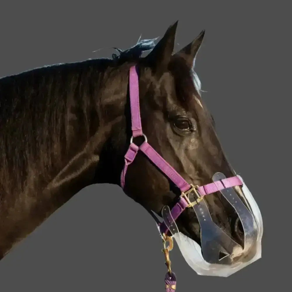 A dark brown horse wearing a pink leather thinline flexible grazing muzzle for managing grass intake