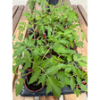 Tomato Plants plants