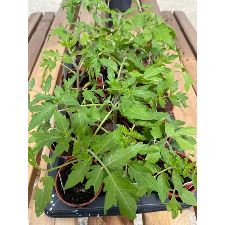 Tomato Plants plants