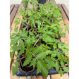 A vibrant green tomato plant with serrated leaves growing in a terracotta pot perfect for garden plants and equestrian spaces