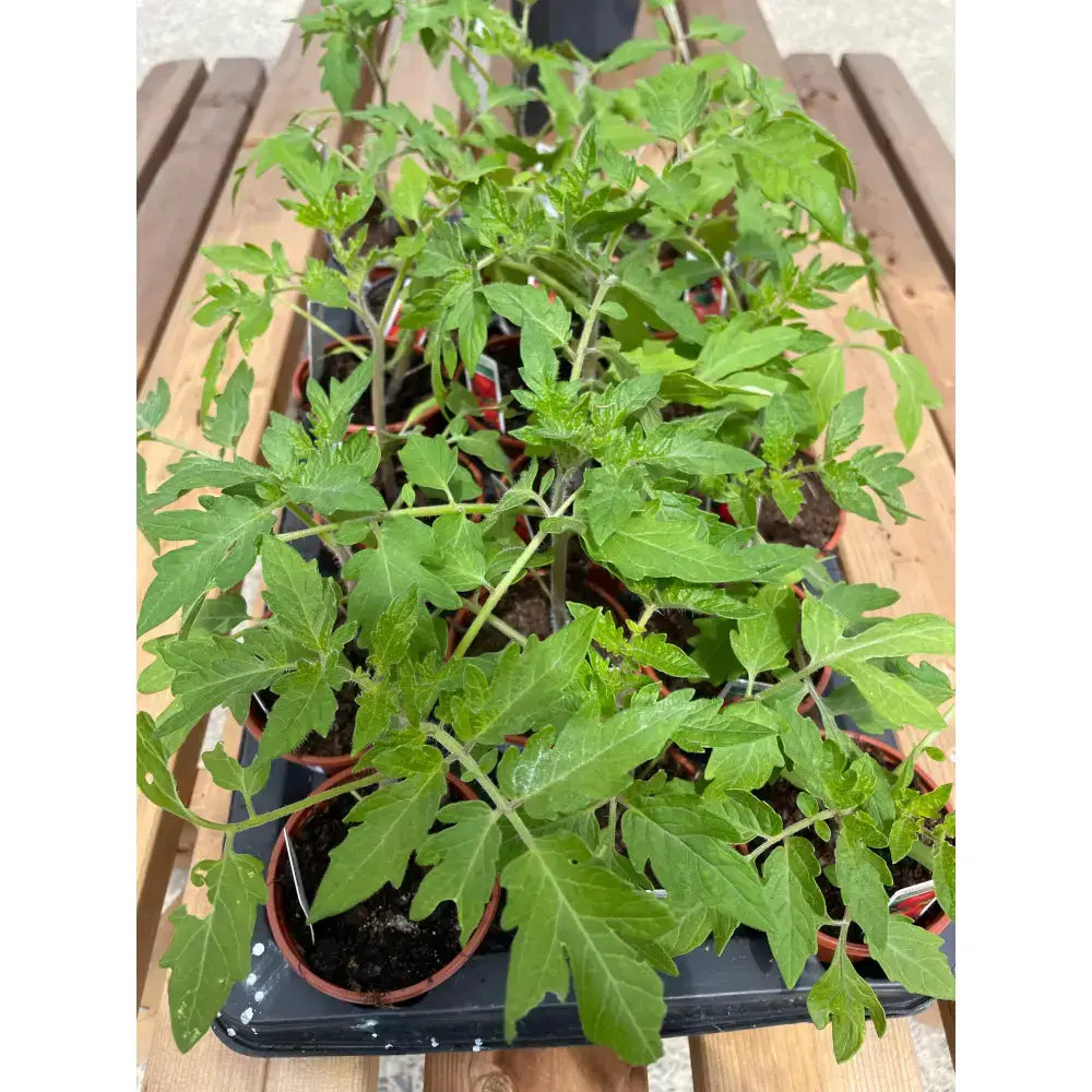 A vibrant green tomato plant with serrated leaves growing in a terracotta pot perfect for garden plants and equestrian spaces