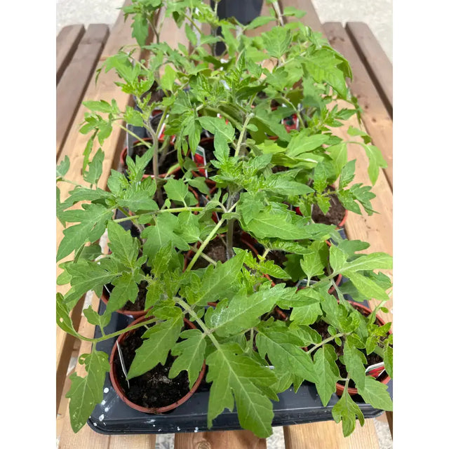 A vibrant green tomato plant with serrated leaves growing in a terracotta pot perfect for garden plants and equestrian spaces
