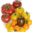 A colorful mix of heirloom tomatoes in red yellow orange and dark purple perfect for fresh salads and dishes