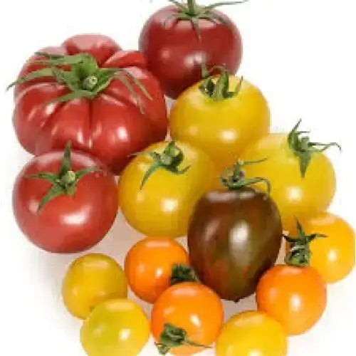 A colorful mix of heirloom tomatoes in red yellow orange and dark purple perfect for fresh salads and dishes