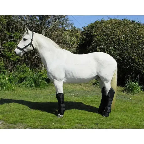A sleek white horse wearing black travel boots rhinegold with waterproof nylon outer for leg protection in a grassy field