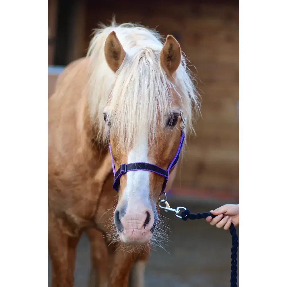 Treby Headcollar Blue Mini 