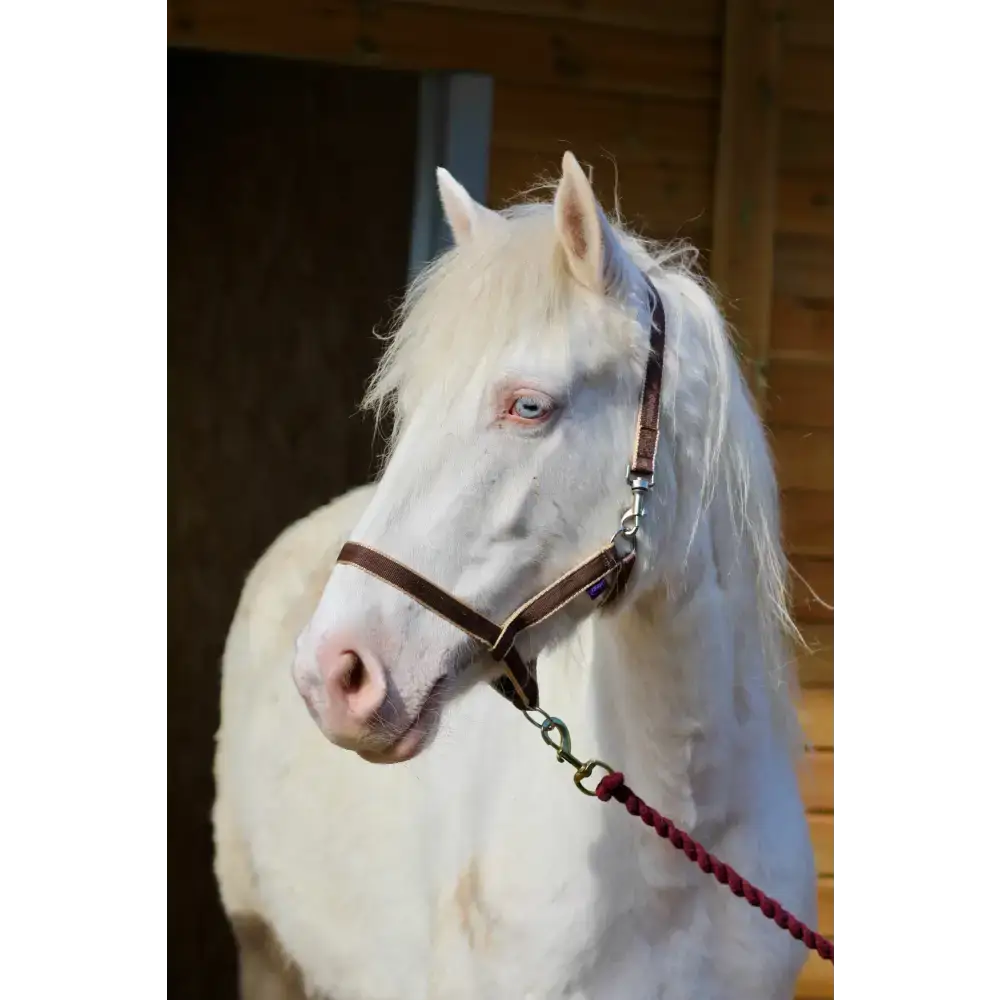 Treby Headcollar Blue Mini 