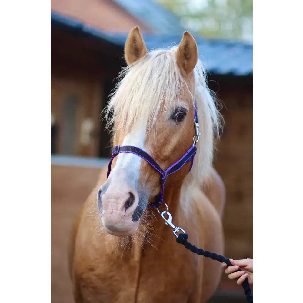 Treby Headcollar Blue Mini 