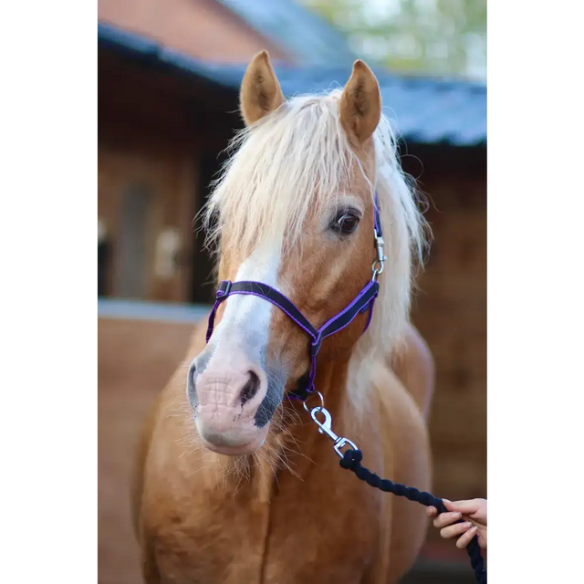 Treby Headcollar Blue Mini 
