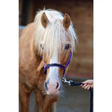 A light brown horse wearing a treby headcollar with sliding nose and trigger clips in purple color