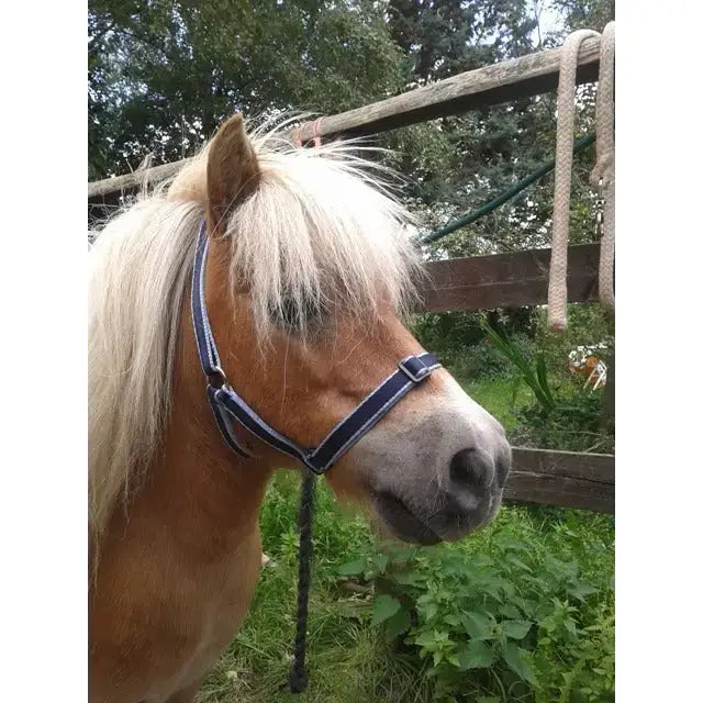 A light brown pony wearing a treby headcollar with sliding nose and trigger clips in navy blue halter style