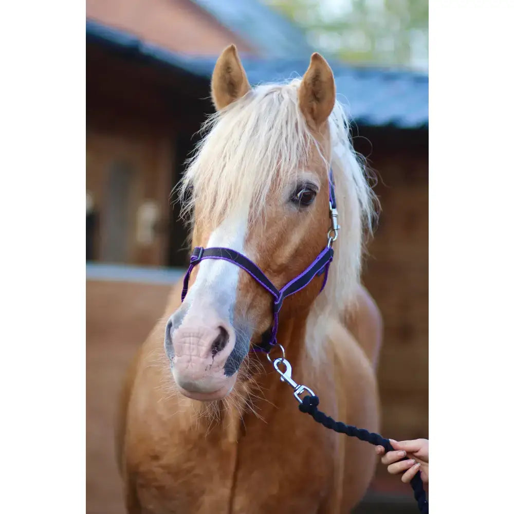 Purple and black treby headcollar with sliding nose and silver buckle featuring durable trigger clips design