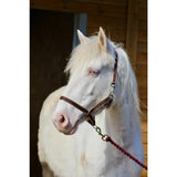 A white horse with light blue eyes wearing a brown leather treby headcollar with sliding nose and trigger clips