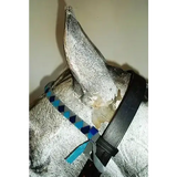 Velvet Browbands Full (40cm) GREY/BLUE/ROYALBLUE 