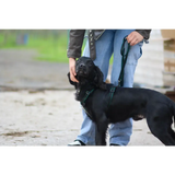 Webbing Dog Harness Small Red 