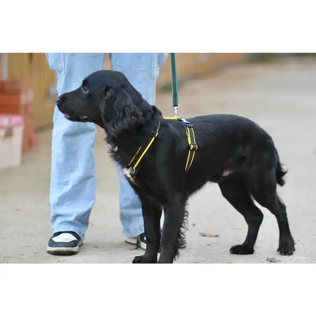 Black dog wearing a bright yellow webbing dog harness with double thickness polypropylene and plastic sliders