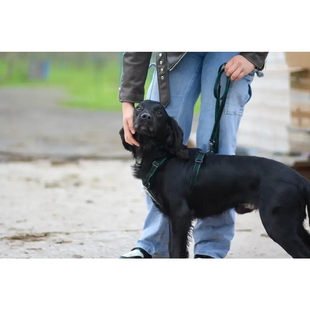 Black dog with long wavy fur wearing green webbing dog harness made of double thickness polypropylene with plastic sliders