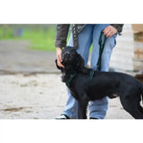 Black dog with long wavy fur wearing green webbing dog harness made of double thickness polypropylene with plastic sliders