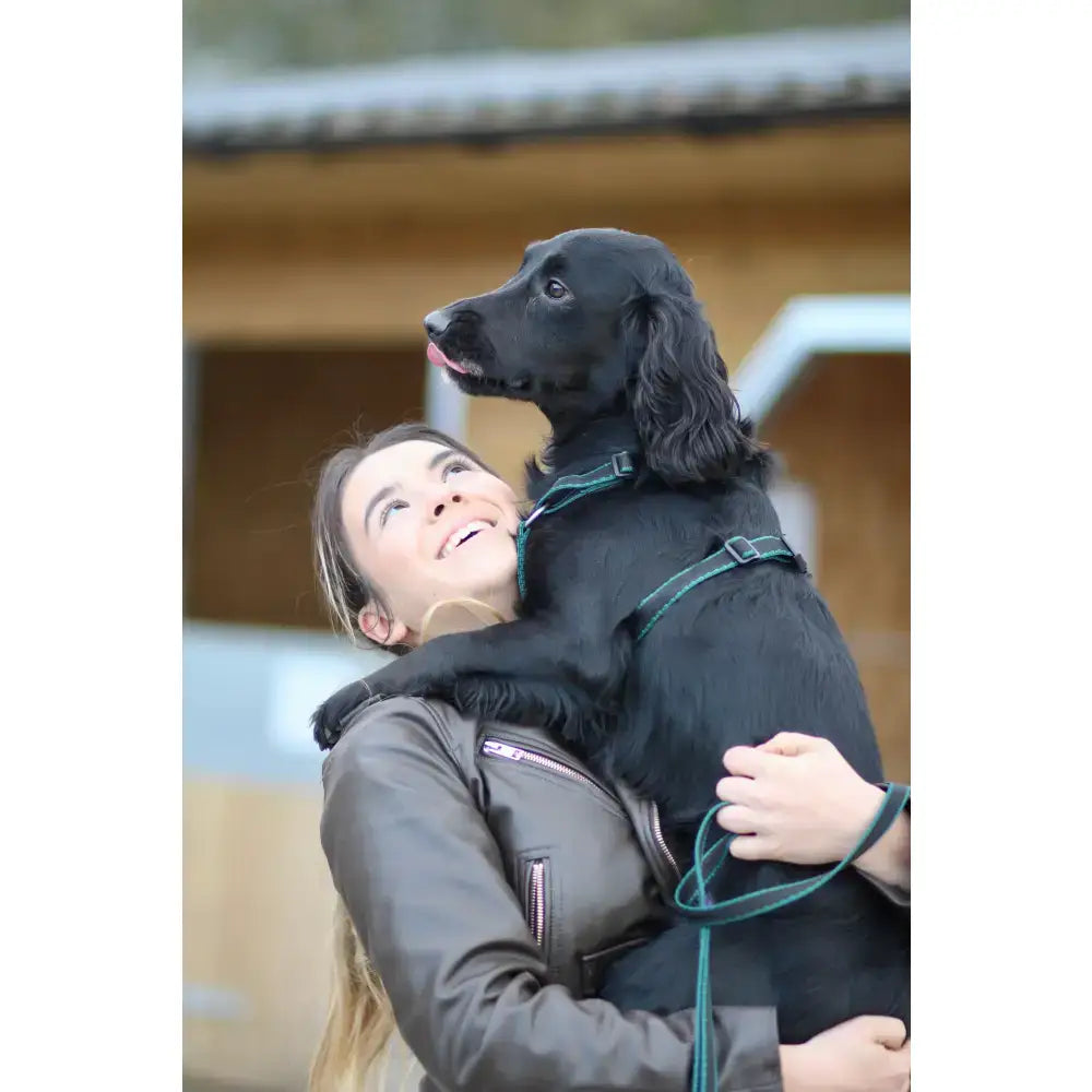 Black dog wearing a green webbing dog harness made of double thickness polypropylene with plastic sliders