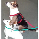 A black and tan dog wearing a red webbing dog harness with double thickness polypropylene and plastic sliders