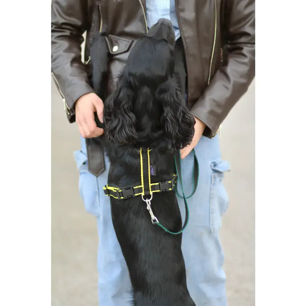 Black dog wearing black and yellow webbing dog harness with double thickness polypropylene and plastic sliders