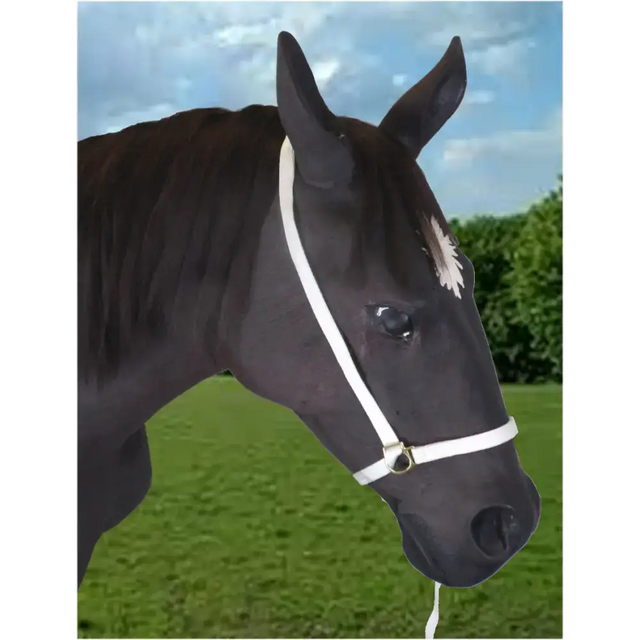 Webbing Show Halter 8" Nose 