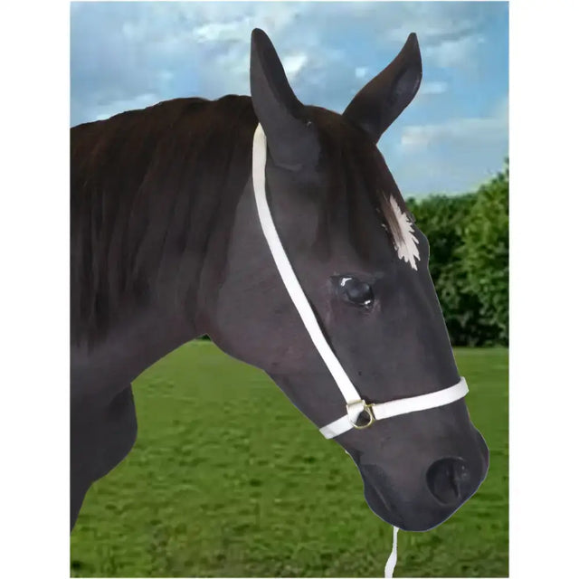 Black horse wearing a white tubular webbing webbing show halter with lead rein and decorative feather on forehead