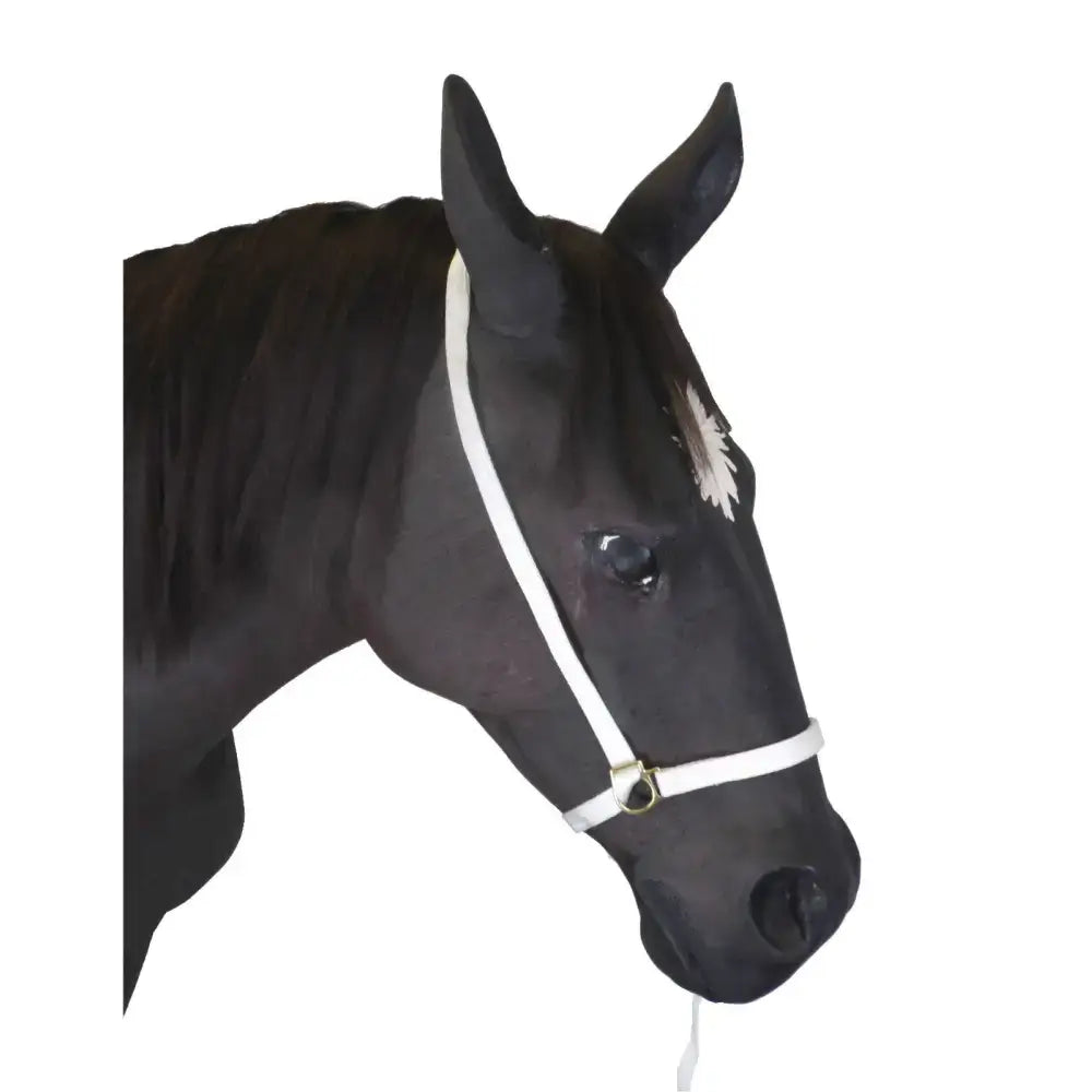 Black horse wearing a white tubular webbing show halter with a small feather and lead rein for equestrian tack