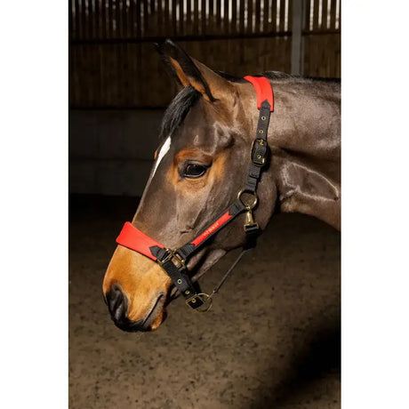 Red and black horse halter with gold metal hardware from whitaker hc096 harewood headcollar red collection