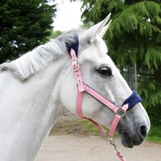 Pink and navy blue leather whitaker hc160 club headcollar with silver buckles and matching rope set pink