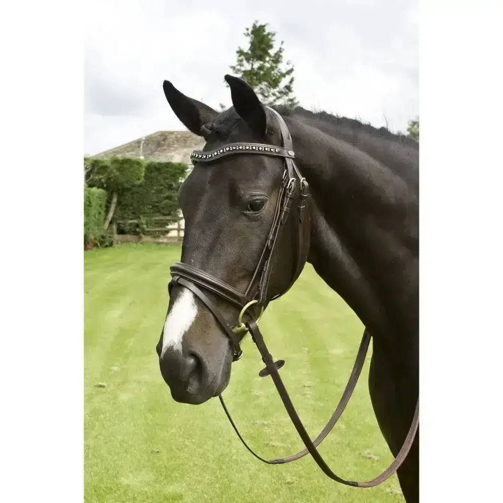 Black horse wearing a whitaker lynton flash bridle in black with a bejewelled diamante browband and silver studs