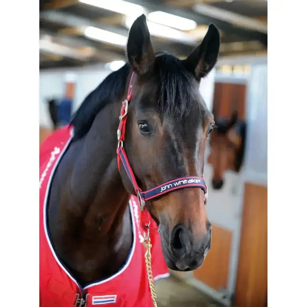 A dark brown horse wearing a whitaker padded fleece headcollar red navy with gold hardware and fleece padding