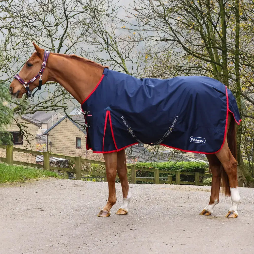 Chestnut horse wearing navy whitaker r443 rastrick v2 100g turnout rug with red trim and white logo