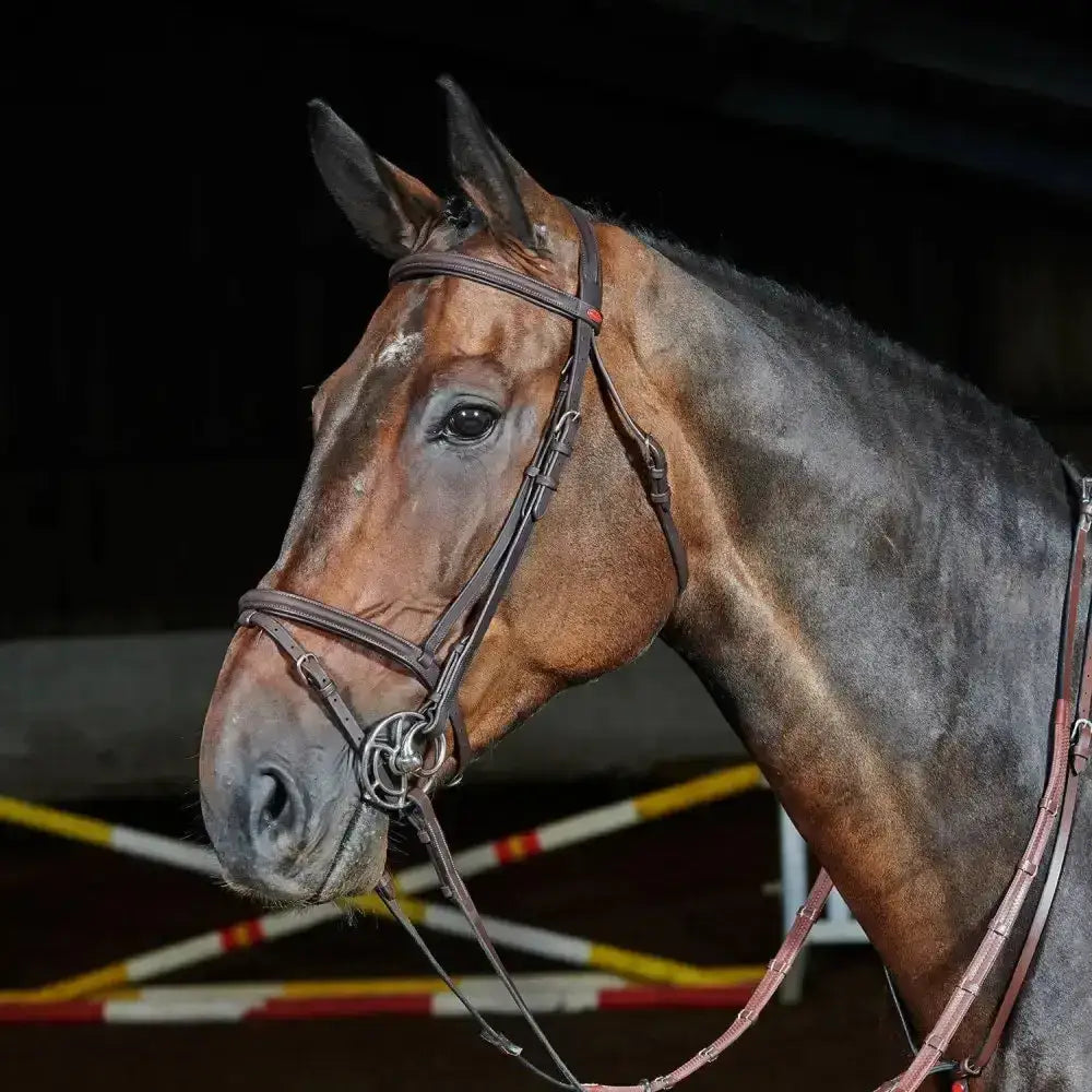 Brown horse wearing whitaker ready to ride flash bridle with pre-oiled leather and raised browband in dark brown