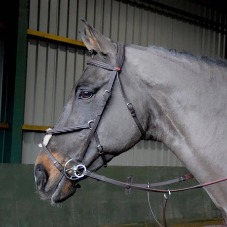 A gray horse wearing a black leather Whitaker ready to ride Mexican bridle with silver hardware and raised browband