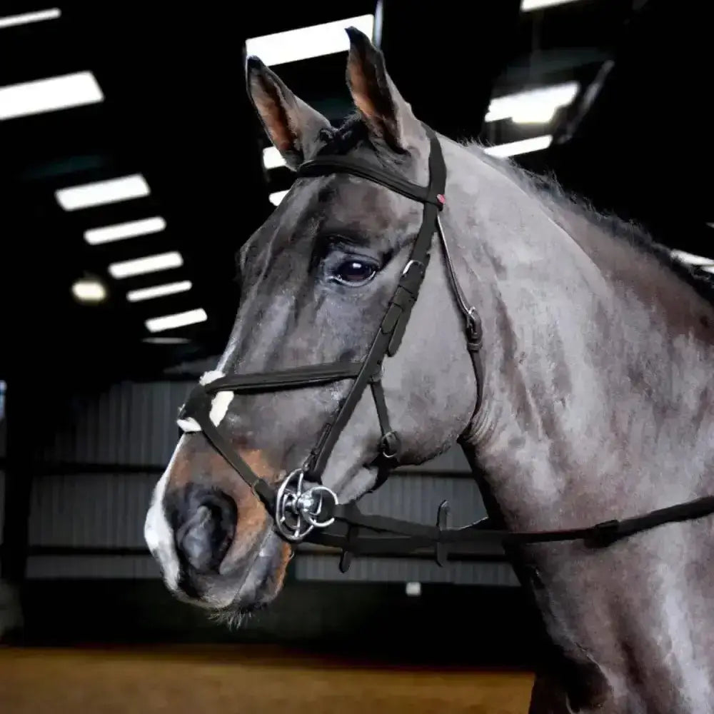 A sleek gray horse wearing a Whitaker ready to ride mexican bridle with raised browband and silver metal hardware